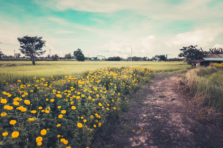 Marigolds or Tagetes erecta flower in the nature or garden vintageの写真素材