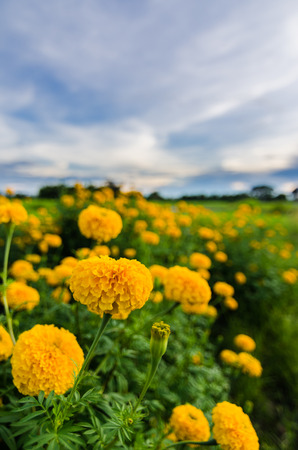 Marigolds or Tagetes erecta flower in the nature or gardenの写真素材