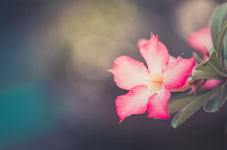 Desert Rose or Impala Lily or Mock Azalea flower in the garden vintageの写真素材
