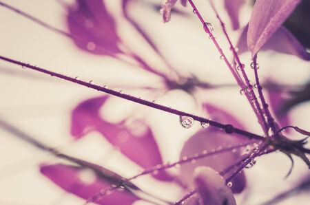 Cleome hassleriana or spider flower or spider plant in the garden or nature parkの写真素材