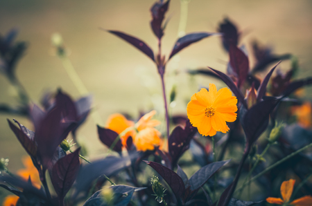 Cosmos sulphureus  or Sulfur Cosmos or Yellow Cosmos in the garden or nature parkの写真素材