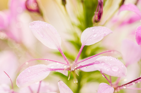 Cleome hassleriana or spider flower or spider plant in the garden or nature parkの写真素材