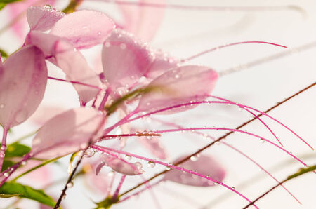 Cleome hassleriana or spider flower or spider plant in the garden or nature parkの写真素材