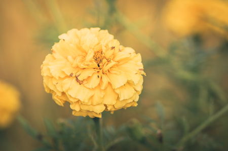 Marigolds or Tagetes erecta flower in the nature or gardenの写真素材