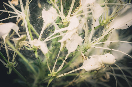 Cleome hassleriana or spider flower or spider plant in the garden or nature parkの写真素材