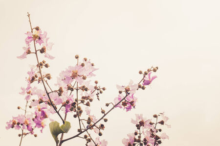 Pink flower in the garden or nature park Thailand vintage