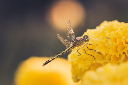 Marigolds or Tagetes erecta flower and dragonfly in the nature or gardenの写真素材