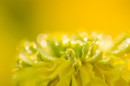 Marigolds or Tagetes erecta flower and water drops in the nature or gardenの写真素材