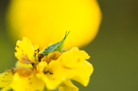 Marigolds or Tagetes erecta flower and grasshopper in the nature or gardenの写真素材