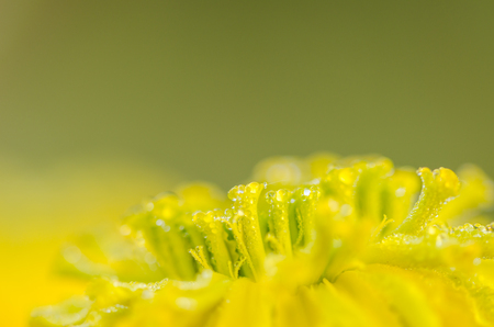 Marigolds or Tagetes erecta flower and water drops in the nature or gardenの写真素材