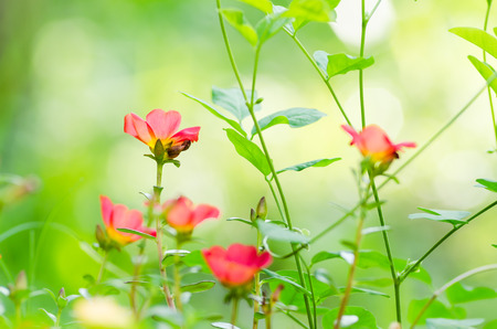 Common Purslane or Verdolaga or Pigweed or Little Hogweed or Pusley flower in the garden