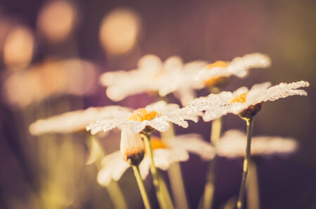 White daisy or Leucanthemum vulgare or oxeye daisy and water drops in the gardenの写真素材