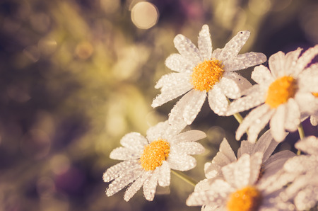White daisy or Leucanthemum vulgare or oxeye daisy and water drops in the gardenの写真素材