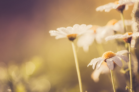 White daisy or Leucanthemum vulgare or oxeye daisy and water drops in the garden