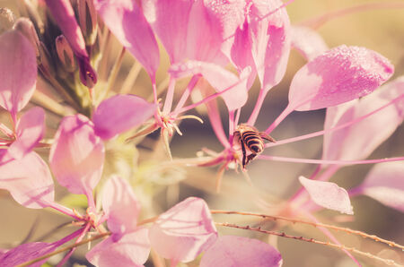 Cleome hassleriana or spider flower or spider plant in the garden or nature parkの写真素材
