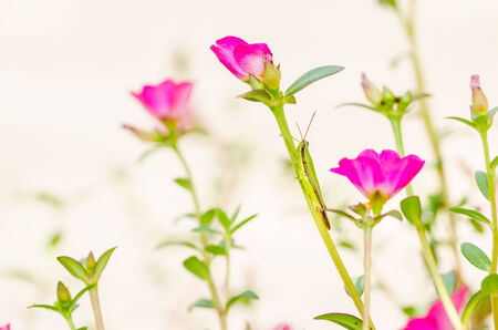 Common Purslane or Verdolaga or Pigweed or Little Hogweed or Pusley flower in the gardenの写真素材