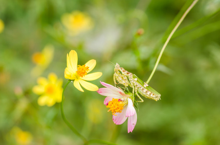 Cosmos sulphureus  or Sulfur Cosmos or Yellow Cosmos and mantis in the garden or nature parkの写真素材