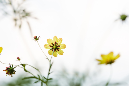 Cosmos sulphureus  or Sulfur Cosmos or Yellow Cosmos in the garden or nature parkの写真素材