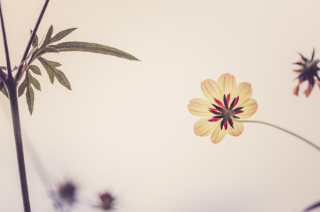 Cosmos sulphureus  or Sulfur Cosmos or Yellow Cosmos in the garden or nature parkの写真素材