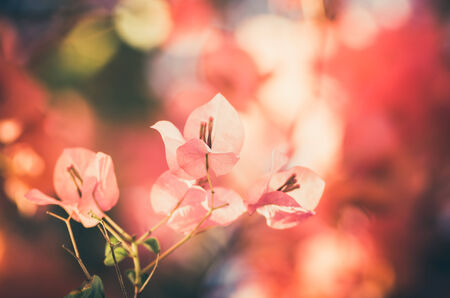 Paper flowers or Bougainvillea in the garden or nature park vintageの写真素材