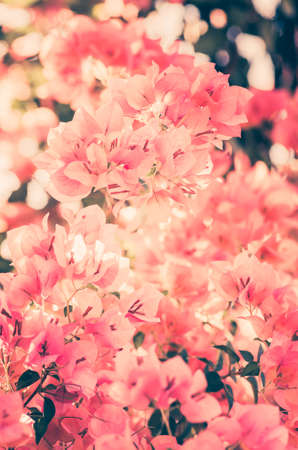 Paper flowers or Bougainvillea in the garden or nature park vintageの写真素材