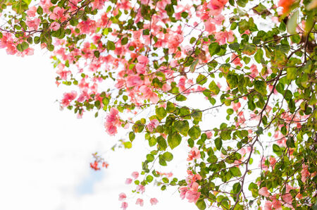 Paper flowers or Bougainvillea in the garden or nature parkの写真素材