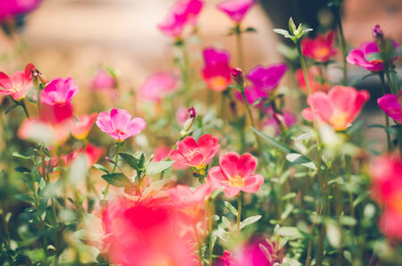 Common Purslane or Verdolaga or Pigweed or Little Hogweed or Pusley flower in the garden vintageの写真素材
