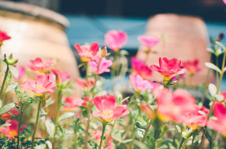 Common Purslane or Verdolaga or Pigweed or Little Hogweed or Pusley flower in the garden vintageの写真素材