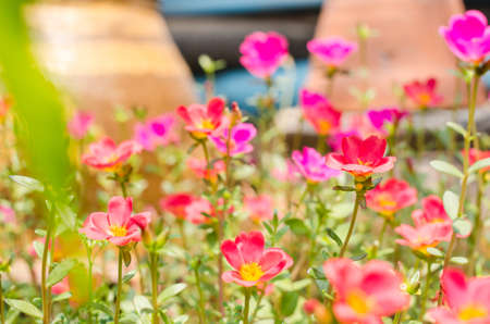 Common Purslane or Verdolaga or Pigweed or Little Hogweed or Pusley flower in the gardenの写真素材