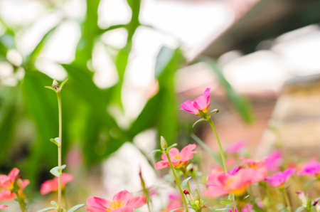 Common Purslane or Verdolaga or Pigweed or Little Hogweed or Pusley flower in the gardenの写真素材
