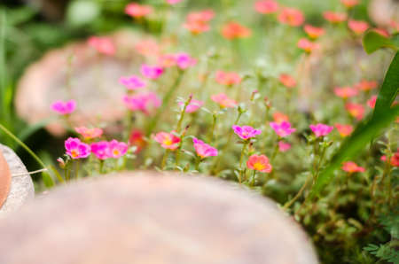 Common Purslane or Verdolaga or Pigweed or Little Hogweed or Pusley flower in the gardenの写真素材