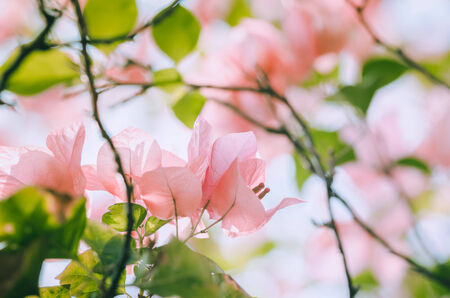 Paper flowers or Bougainvillea in the garden or nature park vintageの写真素材