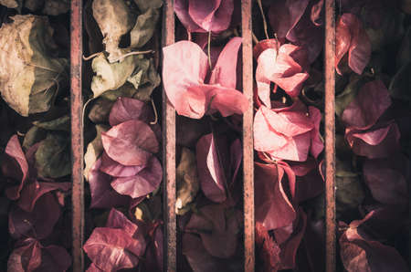 Paper flowers or Bougainvillea in the garden or nature park vintage