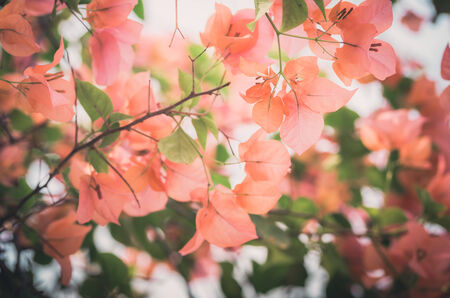 Paper flowers or Bougainvillea in the garden or nature park vintageの写真素材
