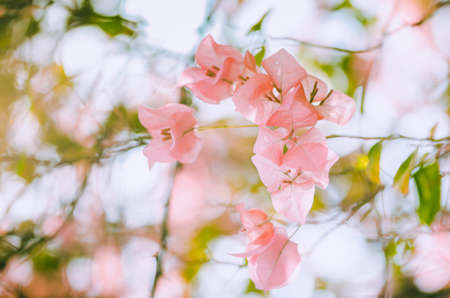 Paper flowers or Bougainvillea in the garden or nature park vintage