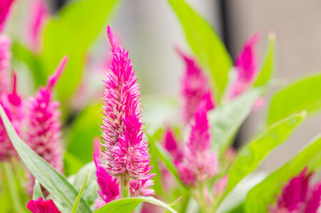 Celosia or Wool flowers or Cockscomb flower in the garden or nature parkの写真素材