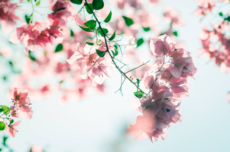 Paper flowers or Bougainvillea in the garden or nature park vintage