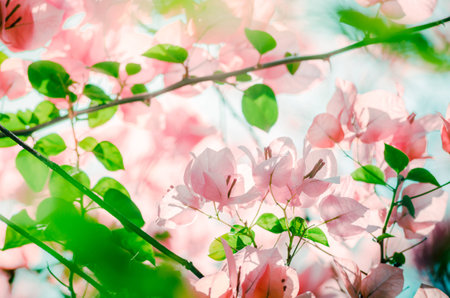 Paper flowers or Bougainvillea in the garden or nature park vintage