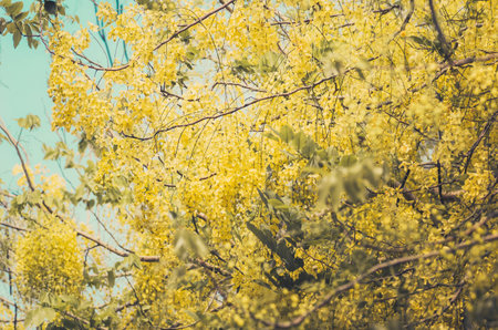Golden shower or Cassia fistula flower in the garden or nature park Thailand vintage