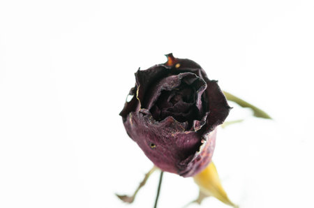 Rose flower in the garden or in the natureの写真素材