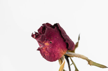 Rose flower in the garden or in the natureの写真素材