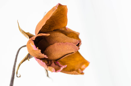 Rose flower in the garden or in the natureの写真素材