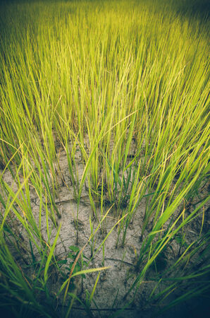 Green grass meadow field in the rice field Thailand background vintageの写真素材