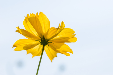 Cosmos sulphureus  or Sulfur Cosmos or Yellow Cosmos in the garden or nature parkの写真素材