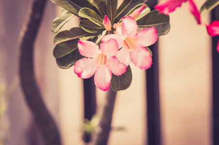 Desert Rose or Impala Lily or Mock Azalea flower in the garden vintageの写真素材