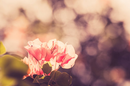 Paper flowers or Bougainvillea in the garden or nature park vintageの写真素材