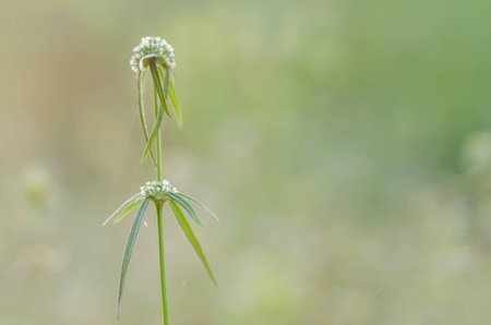 Little white in the garden or nature park Thailand
