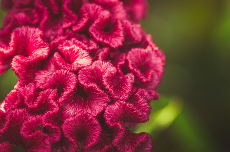 Celosia or Wool flowers or Cockscomb flower in the garden or nature park vintage