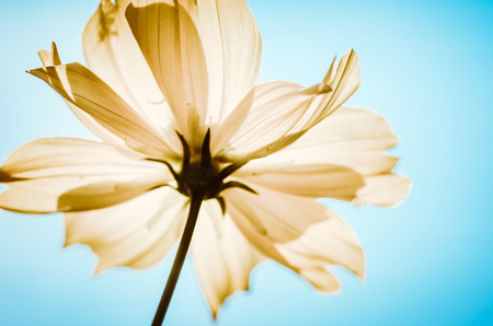 Cosmos sulphureus  or Sulfur Cosmos or Yellow Cosmos in the garden or nature park vintageの写真素材