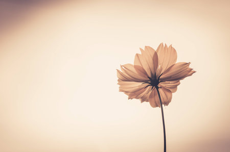 Cosmos sulphureus  or Sulfur Cosmos or Yellow Cosmos in the garden or nature park vintageの写真素材